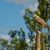 Kane krahujova - Rupornis magnirostris - Roadside Hawk o1508